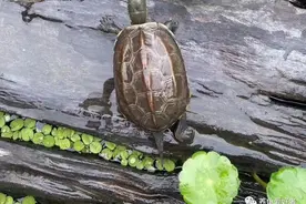 人生逃不掉那些“邪门”的事，养龟亦是如此图片