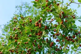 枣树为什么要环切？提高枣树坐果率的措施有哪些？图片