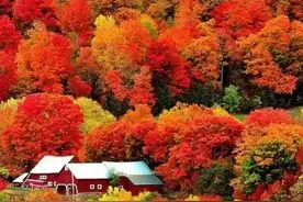 翟鸿燊都说这儿的枫叶好看图片