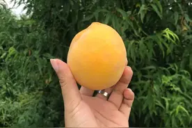 金黄细腻、汁多味甜！松江地产黄桃上市图片