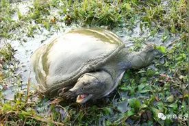 灵魂拷问：大家都喜欢养龟，为什么没有人养甲鱼呢？图片