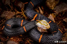 剧毒蛇白头蝰，罕见现身十堰！世界公认最难养，目前尚无抗毒血清图片