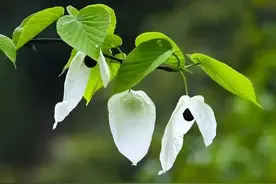 全球八大珍贵树种，你知道吗？图片