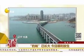 大连：斑海豹野外放归 7只“海上大熊猫”成功回家图片
