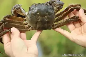 辽宁多地螃蟹泛滥，钓鱼人：根本钓不到鱼，钓友：钓螃蟹不香吗？图片