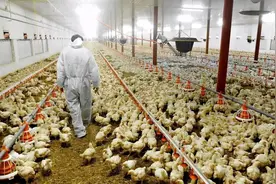 每年屠宰鸡1.6亿只，如今却被迫卖身，谁毁了“鸡肉大王”？图片