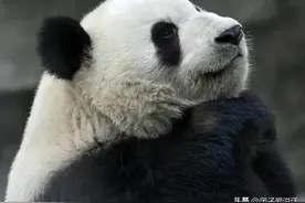为什么大熊猫“萌兰”叫西直门三太子?图片