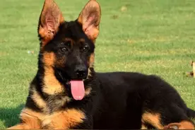 忠犬黑豹救主的故事图片