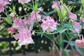 北方庭院耐阴植物推荐图片