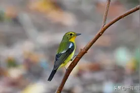 华南农业大学校园鸟记录：不常见的候鸟，绿背姬鹟图片