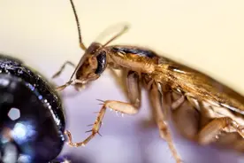 家里蟑螂太多，是好事还是坏事，蟑螂进屋有什么预兆?图片