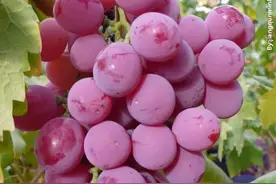 分享图片一最漂亮迷人的葡萄图片