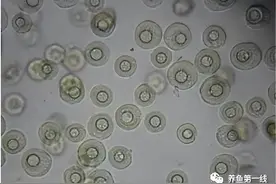 常见十种鱼寄生虫基本性状和辨别诊治(上)车轮虫、指环虫、三代虫图片
