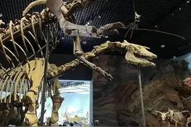 化石里的史前生命图片