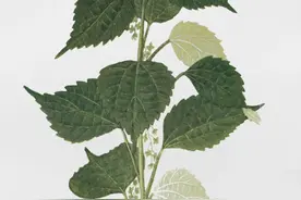 苎麻丨神秘的中国草图片