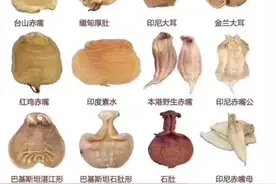 花胶是什么？图片