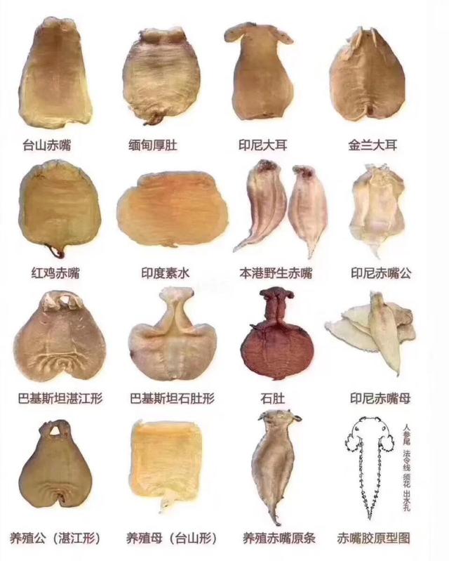 花胶是黄鱼肚吗 2026年黄花胶是什么鱼的鱼肚?