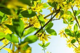 七年级语文《春》默写及注释图片