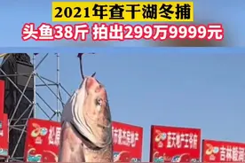 查干湖冬捕头鱼价翻3000倍！一网捞40万斤，为何这么多、这么贵？图片