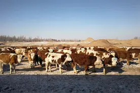 2022～2023年或将爆发中国肉牛产业历史上最大规模的倒闭潮图片