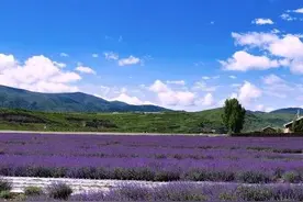 我们都是被上帝咬过的苹果图片