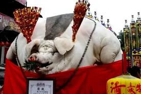 猪一辈子不杀能长多大？2200斤猪王皈依佛门，央视专门拍摄纪录片图片