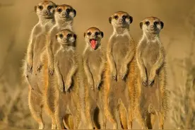 巴克特说，天山的红柳娃不是小野人，而是旱獭，这事你相信吗图片