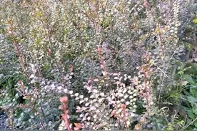 珍贵红木树种小叶紫檀的特性及高效栽培技术图片