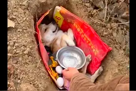 黄狗因病去世了，主人挖个坑埋了起来，还让同伴披麻戴孝送别它！图片