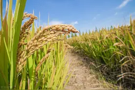 山东省日照市涛雒大米的地理标志特征及其独特生产技术图片