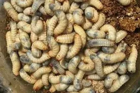 克迈拉虫界寻宝：饲肥多用型经济昆虫蛴螬的人工养殖技术图片