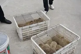 一晚上抓71只刺猬！山东一对夫妻被抓！为保护动物，每只200元图片
