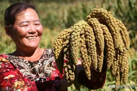 未腐熟鸡粪危害大？教你一招，最快15天腐熟完成图片