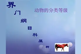认知能力与属性差异决定物种的等级图片