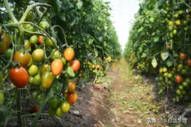 三种很普通的药片用在种植上，比农药作用更广，农户应该掌握图片