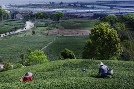 人民日报客户端关注福州：茉莉花再开，茶香溢中外图片