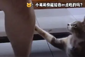 小哥在路边吃宵夜，碰上流浪猫“礼貌”讨食：可以给我一些吃的吗图片