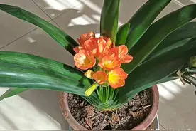 用过的食用油别扔，教你废物利用变成肥料，不花一分钱图片