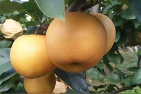 秋月梨全年用药方案分享，有用请收藏图片