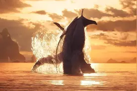 讽刺日本和美国？《阿凡达》系列电影中的现实隐喻图片