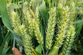 这几个“百农”系列小麦新品种，产量高种植面积大，你种过几个图片