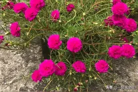 夏天养太阳花满足3个需求，开花一茬接一茬，姹紫嫣红美极了图片