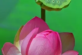 淡忘，是至高无上的境界图片
