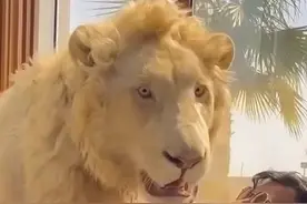 盘点各种被人类饲养的巨型宠物，看完直呼太疯狂图片