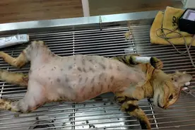 猫很难产该怎么办？猫难产的症状及治疗方法图片