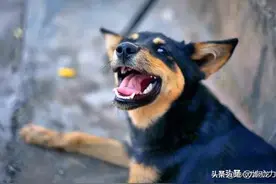 9岁男孩被狗咬伤，被打13针后得救，间接拯救了成千上万的人图片