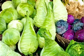 40年的努力！只为打造甘蓝品种的“中国芯” ！图片