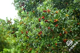 好地方好风光，黄盖湖杨梅基地今日开园，等你来尝图片