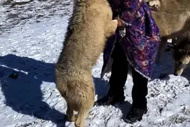 牧民意外救下草原狼王,被一口咬伤鲜血直流, 一年后狼群舍命报恩图片