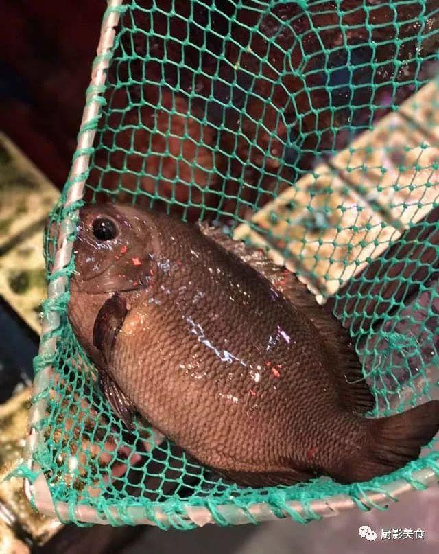 什么海鲜胶原蛋白最多 2025年海鲜含有胶原蛋白吗